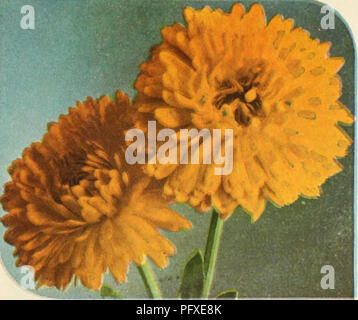 . Currie's garden annual. Flowers Seeds Catalogs; Bulbs (Plants) Seeds Catalogs; Vegetables Seeds Catalogs; Nurseries (Horticulture) Catalogs; Plants, Ornamental Catalogs; Gardening Equipment and supplies Catalogs. ALL-il)ilJIU(]l SF]li]niUN Calendula Double Orange Sunshine CURRIES CALENDULAS CHRYSANTHA (Sunshine)—Re- sembles a Chrysanthemum, is a clear buttercup yellow. 1/4 ox., 25e; Pkt., lOe. BALL'S ORANGE—Bright glow- ing orange. '/» 01., 75c; Pkt., 15e. BALL'S WHITE —Creamy while color with dark center. Pkt., lOe. CAMPFIRE (Sensation)—Petals extremely large and very dark orange with a sc Stock Photo