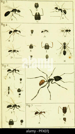 An illustration from 'Natural History of Ants', depicting various ant ...