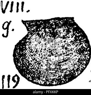 Orthis Shell This dictionary catalogs fossils from Pennsylvania and nearby states ...