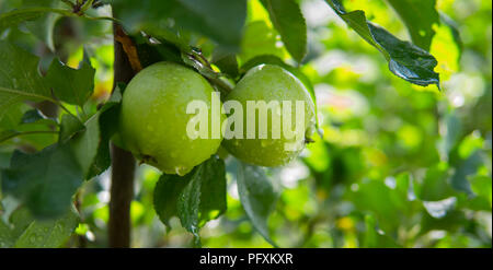 green apples hanging on a tree with green leafs and water drops Stock Photo