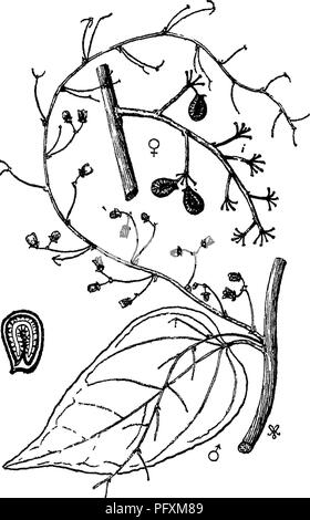 . Indian trees : an account of trees, shrubs, woody climbers, bamboos, and palms indigenous or commonly cultivated in the British Indian Empire. Trees. Fig. 0.—Anamirta paniculata, Colebr. Leaf, fruit. -|. Assam, Khasi hills, both Peninsulas. Cey- lon. !F1. February in Burma, May, June in Ceylon. Also Malay Archipelago. The dry fruit (Coeculus indicus) an article of trade. Seeds extremely bitter, used to adiilterate beer and in India to intoxicate fish. Con- tain Picrotoxin, a poisonous substance. Cosciniumfenestratum, Colebrooke. Ceylon, probably also in the Peninsula. A woody climber, young  Stock Photo