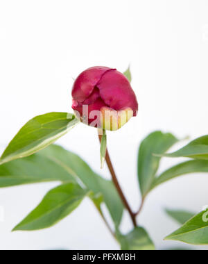 detail of peony flowers isolated over white background Stock Photo