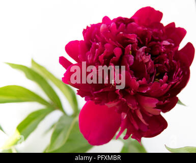 detail of peony flowers isolated over white background Stock Photo