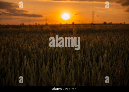 sun over fields full of wheat during end of the day Stock Photo