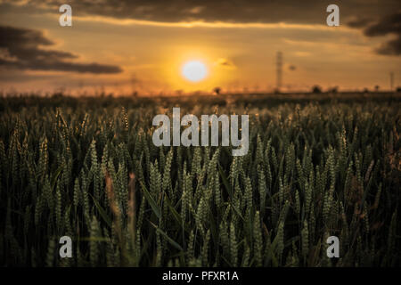 sun over fields full of wheat during end of the day Stock Photo