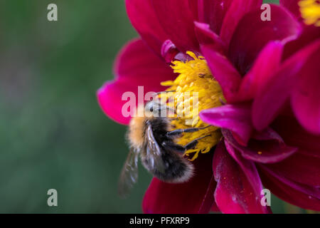 extreme close up of a bee sitting on a purple flower Stock Photo