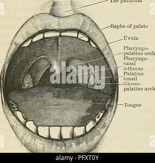 . Cunningham's Text-book of anatomy. Anatomy. 1106 THE DIGESTIVE SYSTEM. III. Accessory Digestive Glands.—The largest of these is the liver (hepar), which occupies the upper and right portion of the abdominal cavity, immediately below the diaphragm, and its secretion—the bile—is conveyed into the duodenum by the bile duct (ductus choledochus). The pancreas, next in size, lies across the front of the vertebral column, with its right end or head resting in the concavity of the duodenum, into which its secretion flows through the pancreatic duct. The salivary glands consist mainly of three large  Stock Photo