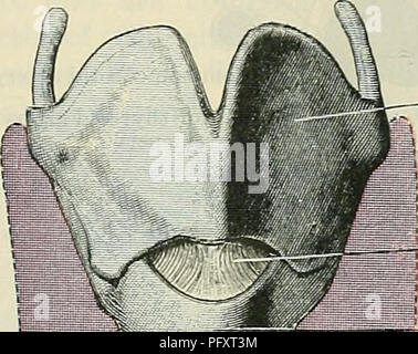 . Cunningham's Text-book of anatomy. Anatomy. THE TEACHEA. 1079 These differences in the calibre of the tube are determined by the surroundings of the trachea. The cervical part is narrowed owing to its being clasped by the thyreoid gland. Further, a short distance above its bifurcation an impression, sometimes strongly marked, is usually seen on the left side of the trachea. This is due to the close contact of the aortic arch as it passes dorsally against this part of the tube. It is evident therefore that the second slight diminution in calibre which is described by Braune and Stahel is pro- Stock Photo