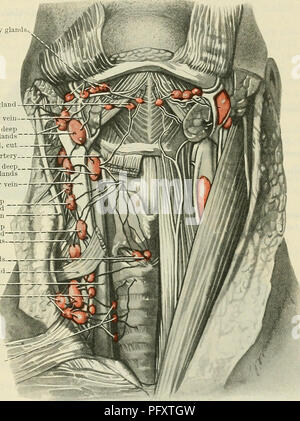 . Cunningham's Text-book of anatomy. Anatomy. THE LYMPH GLANDS OF THE NECK. 1001 size When they are present they lie in association with the anterior jugular veins. The exact origin of their afferents and the terminations of their efferents are unknown, but it is probable that they receive lymph from the superficial tissues ot the anterior parts of the neck, and transmit it to the lower deep cervical glands. The deep anterior cervical lymph glands are— (a) Infra-hyoid glands, which lie anterior to the hyo-thyreoid membrane. They receive lymph from the region of the epiglottis and transmit it t Stock Photo