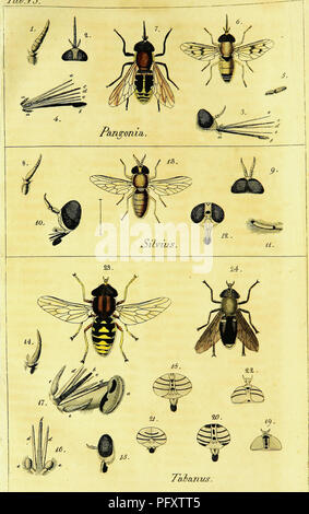 This systematic description of European two-winged insects (Diptera ...