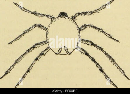 . American spiders and their spinning work. A natural history of the orbweaving spiders of the United States, with special regard to their industry and habits. Spiders. Fig. 189. Cocoon of Huntsman spider, as clasped and carried by the mother. (View from above.) flat circular plate which is attached to the object, rock, bark, or wood on which the cocoon is spun; and, second, a convex covering which fastens above the eggs like a cap. The inside is lined with pure white silk, but the outside is often of a grayish brown, and ap- parently is purposely soiled in order to subdue the color. Usu- ally Stock Photo