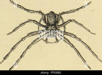 This work provides a detailed overview of orb-weaving spiders in the United States, focusing on their cocooning habits. It describes the two main components of a spider’s cocoon: a flat circular plate attached to surfaces like bark or rock, and a convex covering that protects the eggs. The illustrations show the cocoon of the Huntsman spider, including the structure and silk lining. Stock Photo