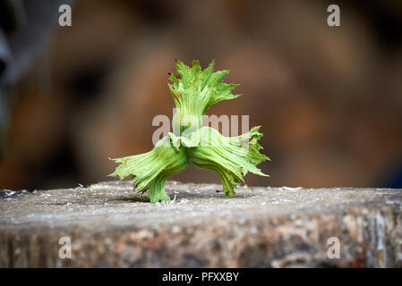 Common hazel (Corylus avellana) Stock Photo