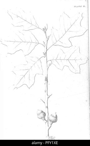 . A report on the trees and shrubs growing naturally in the forests of Massachusetts : Published agreeably to an order of the Legislature, by the Commissioners on the zoological and botanical survey of the state. Trees; Shrubs; 1846. IfEilH OAK. fi;hierciuv HirU'oUn). Please note that these images are extracted from scanned page images that may have been digitally enhanced for readability - coloration and appearance of these illustrations may not perfectly resemble the original work.. Emerson, George B. (George Barrell), 1797-1881; Winthrop, Robert E. sgn; Massachusetts. Zoological and Botanic Stock Photo