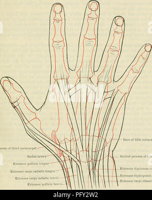 . Cunningham's Text-book of anatomy. Anatomy. THE FOKEAKM AND HAND. 145; At the dorsum of the forearm the intermuscular septum between the radial and common extensors corresponds to the proximal part of a line extending from the lateral epicondyle of the humerus to the tubercle on the dorsum of the distal end of the radius. The dorsal interosseous nerve, at the point at which it emerges from the substance of the supinator muscle, will be found at the bottom of this septum, 2 in. distal to the head of the radius; below this point the septum is the best line along which to cut down upon the post Stock Photo