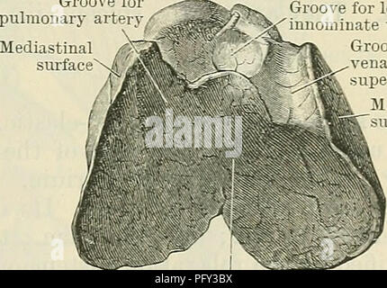 . Cunningham's Text-book of anatomy. Anatomy. THE CEEVIOAL THYMUS VESTIGES. 1351 Groove for pulmonary artery Groove for left innominate vein Groove for vena cava superior Mediastinal urface It is impossible to say what should be the normal dimensions of the gland at the various ages. In some new-born babes it weighs as little as 2 or 3 gm., in others as much as 15-17 gm. At puberty it may be difficult to find, or may weigh as much as 40 gm. After the age of fifty it may require careful dissection to dis- cover, or may be quite large. When large it fills all the space available between the pleu Stock Photo