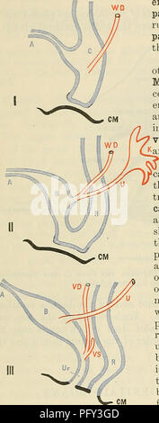 . Cunningham's Text-book of anatomy. Anatomy. 1328 THE UKINO-GENITAL SYSTEM. niesonephros atrophies, yet some the pronephros is a vestigial organ, and its development in all higher vertebrates is very incomplete. It disappears almost as soon as it is formed, and it is replaced by the far more important mesonephros. With the development of the permanent kidney the of its tubules persist in the adult. The ductuli efferentes, the ductuli aberrantes, and the rudimentary paradidymis (organ of Giraldes) in the male, and the rudimentary tubules of the ep-oophoron and of the paroophoron in the female, Stock Photo