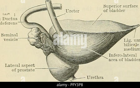 . Cunningham's Text-book of anatomy. Anatomy. 1294 THE UKINO-GENITAL SYSTEM. shape. The seminal vesicles are more intimately related to the wall of the bladder than to that of the rectum. Their superior ends are, as we have seen, separated from the rectum by a portion of the recto-vesical pouch of peritoneum, and lower down the septum of fascia which intervenes between the vesicuhe seminales and the rectum is denser than that which separates them from the bladder. Each vesicula seminalis is in reality a tube bent in a tortuous manner on itself, and if the dense connective tissue which envelops Stock Photo