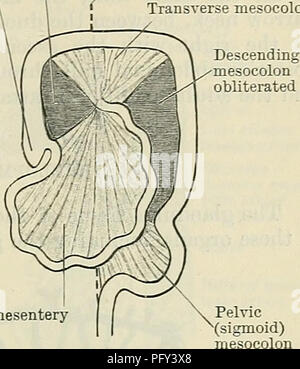 cunninghams-text-book-of-anatomy-anatomy-duodenum-csecum-the-mesentery-rectum-mesentery-of-descending-colon-fig-974two-diagrams-to-illustrate-the-development-of-the-mesenteries-in-the-first-figure-the-rotation-of-the-intestinal-loop-and-the-continuous-primitive-mesentery-is-shown-in-the-second-figure-to-the-right-which-shows-a-more-advanced-stage-the-portions-of-the-primitive-mesentery-going-to-the-ascending-and-descending-colons-which-dis-appear-through-their-adhesion-to-the-posterior-abdominal-wall-are-shaded-dark-the-portions-which-persist-are-lightly-shaded-it-would-pfy3x8.jpg