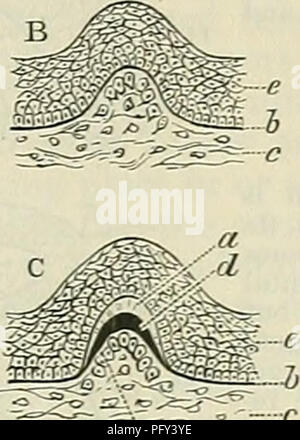 . Cunningham's Text-book of anatomy. Anatomy. DEVELOPMENT OF THE TEETH. 1245. Please note that these images are extracted from scanned page images that may have been digitally enhanced for readability - coloration and appearance of these illustrations may not perfectly resemble the original work.. Cunningham, D. J. (Daniel John), 1850-1909; Robinson, Arthur, b. 1862, ed. New York, W. Wood Stock Photo