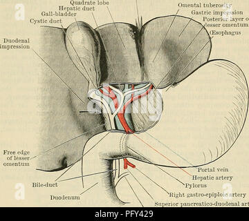 . Cunningham's Text-book of anatomy. Anatomy. 1202 THE DIGESTIVE SYSTEM. Quadrate lobe Hepatic duct Gall-bladder Cystic Omental tuberosity Gastric impression Posterior layer of lesser omentum Oesophagus of the liver, except on its superior aspect, which is united to the fossa of the gall- bladder by areolar tissue. Sometimes, but rarely, this surface is covered also, and the gall- Round ligament bladder . is then suspended from the liver by a short peritoneal ligament. The fundus usually lies in contact with the anterior abdominal wall, at or immediately be- neath the point where the right ver Stock Photo