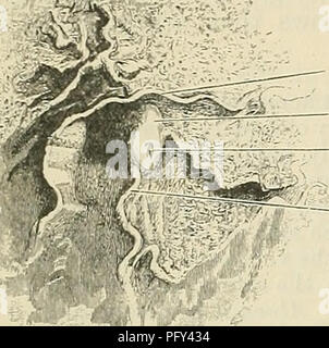 . Cunningham's Text-book of anatomy. Anatomy. 1186 THE DIGESTIVE SYSTEM.. Fig. 935.—The Papilla Duodeni in the Interior of the Duodenum. infant, is placed some distance to the left of the ascending part of the duodenum. It is produced by the inferior mesenteric vein raising up a fold of peritoneum, as it runs medially along the side of the fossa, and then above it (see Fig. 934, where the vein, but not the fossa, is shown). It is limited below by a special fold (the mesenterico-meso- colic fold). According to Moynihan, this is the only fossa to the left of the duodenum capable of developing in Stock Photo