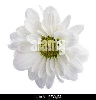 White daisies, chamomiles isolated on white background Stock Photo