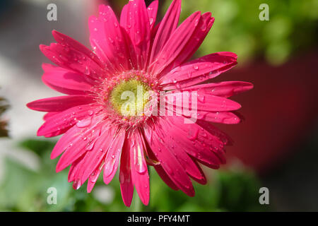 Bright pink Gerbera daisy flower with raindrops after a rain Stock Photo