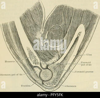 . Cunningham's Text-book of anatomy. Anatomy. 326 THE ARTICULATIONS OR JOINTS. flexed position the hand is carried medially in the direction of the mouth. Extreme flexion bduÂ£S by the soft parts in front of the arm and of the forearm coming into contact, and extreme 'extension bv the restraining effect of the ligaments and muscles. In each case the movement is checked before either the coronoid process or the olecra^con^JntÂ°l^rauCs1; The anterior and pos- terior bands of the ulnar collateral liga- ment are important factors in these re- sults. Lateral move- ment of the ulna is not a characte Stock Photo