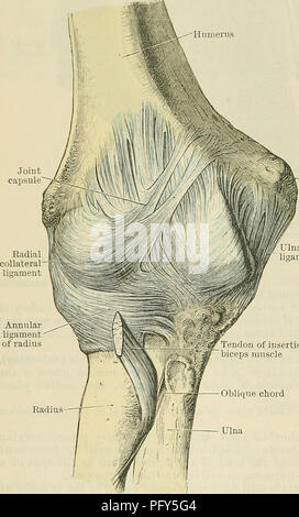 . Cunningham's Text-book of anatomy. Anatomy. 32-1 THE AKTICULATIONS OE JOINTS. Joint capsule lnar collateral ligament ino- cartilage covering the capitulum, to the margin of which the cartilage extends in all directions, and thus it presents a convex edge in relation to the radial fossa. The cartilage which lines the semilunar notch of the ulna presents a transverse in- terruption, considerably wider on its medial as compared with its lateral aspect. Thereby the coronoid and olecranon segments of the notch are separated from each other. The cartilage which clothes the coronoid segment is cont Stock Photo