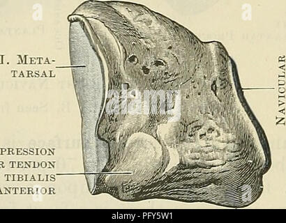 . Cunningham's Text-book of anatomy. Anatomy. Fig. 262.âDistal Surfaces of the three Cuneiform Boxes of the Right Foot. II. Metatarsal Second cuneiform directed towards the plantar aspect; further, the vertical diameter of the bone is not the same throughout, but is much increased at its anterior or distal end. The dorsal and medial surfaces are confluent, and form a convexity from above downwards, which is most pronounced inferiorly, where it is turned to become continuous with the plantar or inferior aspect, which is rough and irregular round the plantar side of the foot. On the distal part  Stock Photo