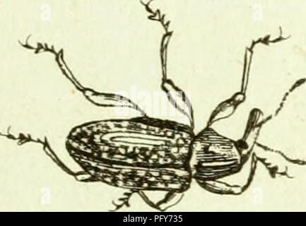 Curculionidae Curculionidae V A J 3 1 Quot V Quot A Quot Y A Al Quot Vr V R S T Quot