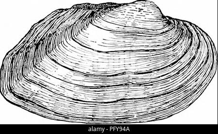 . Fresh-water biology. Freshwater biology. Fig. 1402.. Please note that these images are extracted from scanned page images that may have been digitally enhanced for readability - coloration and appearance of these illustrations may not perfectly resemble the original work.. Ward, Henry Baldwin, 1865-1945; Whipple, George Chandler, 1866-1924. joint author. New York, John Wiley &amp; sons, inc. ; [etc. ,etc. ] Stock Photo