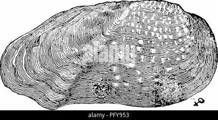 . Fresh-water biology. Freshwater biology. Fig. 1485.. Please note that these images are extracted from scanned page images that may have been digitally enhanced for readability - coloration and appearance of these illustrations may not perfectly resemble the original work.. Ward, Henry Baldwin, 1865-1945; Whipple, George Chandler, 1866-1924. joint author. New York, John Wiley &amp; sons, inc. ; [etc. ,etc. ] Stock Photo