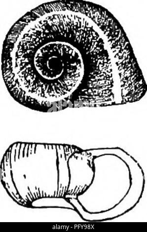 . Fresh-water biology. Freshwater biology. Fig. 1427.. Please note that these images are extracted from scanned page images that may have been digitally enhanced for readability - coloration and appearance of these illustrations may not perfectly resemble the original work.. Ward, Henry Baldwin, 1865-1945; Whipple, George Chandler, 1866-1924. joint author. New York, John Wiley &amp; sons, inc. ; [etc. ,etc. ] Stock Photo