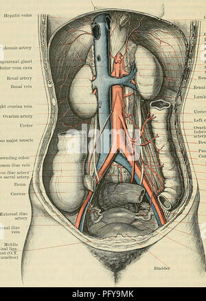 . Cunningham's Text-book of anatomy. Anatomy. 934 THE VASCULAB SYSTEM. From their origins the lumbar arteries pass laterally and posteriorly, on the front and sides of the bodies of the upper four lumbar vertebras, to the intervals between the adjacent transverse processes, beyond which they are continued into the lateral part of the abdominal wall. Each artery lies on the body of the corresponding lumbar vertebra. In its back- Hepatic veins Inferior phrenic artery Suprarenal gland Inferior vena cava Renal artery Renal vein Right ovarian vein Ovarian artery Ureter Psoas major muscle. (Esophagu Stock Photo