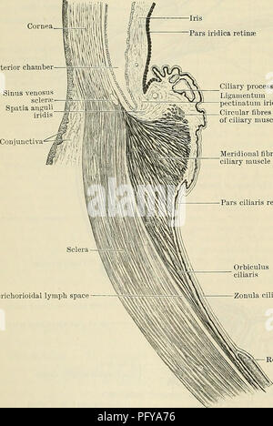 . Cunningham's Text-book of anatomy. Anatomy. 812 THE OEGANS OF SENSE. Cornea Anterior chamber Pars iridica retinas destitute of muscular tissue, are superficial to the arteries; they are surrounded by perivascular lymph sheaths and converge to form whorls, which open into the vena? vorticosae. In the tissue between the blood-vessels are numerous stellate, flattened, and pigmented cells. The lamina choriocapillaris is composed essentially of small capillaries, which form an exceedingly close network, embedded in a finely granular or almost homogeneous tissue. The intermediate stratum between t Stock Photo