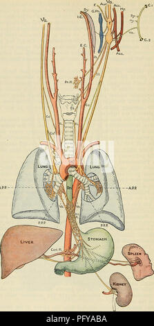 This illustration from Cunningham's 'Text-book of Anatomy' shows the distribution of the pneumogastric nerve (vagus nerve) and its connections with other cranial and cervical nerves. It provides a detailed view of the anatomical relationships between the vagus, sympathetic nerves, and various cranial ganglia. This diagram is essential for understanding the nervous system’s role in physiological functions. Stock Photo