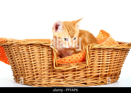 Ginger mackerel tabby kitten sitting in a wicker basket isolated on a white background Stock Photo