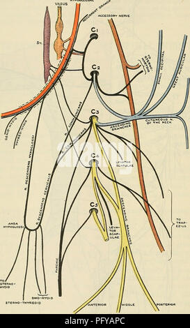 . Cunningham's Text-book of anatomy. Anatomy. 694 THE NERVOUS SYSTEM. through the brachial plexus, supply the upper limb. The second thoracic nerve may contribute a trunk to this plexus, and always assists in the innervation of the arm. PLEXUS CERVICALTS. The anterior rami of the first four cervical nerves are concerned in forming the cervical plexus. Each nerve emerges from the vertebral canal posterior to the HYPOGLOSSAL. POSTER toft SUPRA-CLAVICULAR NERVES Fig. 610.—The Cervical Plexus. vertebral artery. Each is joined on its emergence from the intervertebral foramen, at the side of the ver Stock Photo