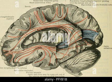 . Cunningham's Text-book of anatomy. Anatomy. 650 THE NEEVOUS SYSTEM. the hinpocanipal gyrus, to the uncus and the temporal pole. The cinguluni is composed of several systems of fibres which run only for short distances within it. The fasciculus longitudinalis superior is an arcuate bundle which is placed on the lateral aspect of the foot or basal part of the corona radiata and connects the frontal, occipital, and temporal regions of the hemisphere. It lies in the base of the superior operculum and sweeps backwards over the insular region to the posterior end of the lateral cerebral fissure. H Stock Photo