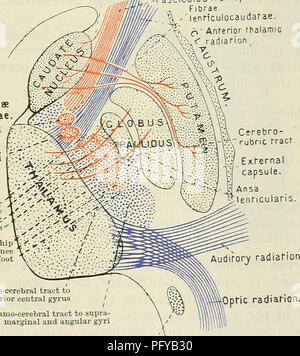 . Cunningham's Text-book of anatomy. Anatomy. ,- Claustrum Insula   - Putamen Globus pallidus eduncularis Nucleus am Fig. 571.—Diagram of a Frontal Section to illustrate the Fibre Connexions of the Corpus Striatum. of the posterior limb (Fig. 572). Many of these fibres become collected on the inferior aspect of the lentiform nucleus, where they form a transversely directed bundle (Fig. 570), known as the ansa lenticularis, which is dis- tributed to the thalamus (Fig. 571, fasciculus striothalamicus) and hypothalamus, the red nucleus (fasciculus striorubricus) and substantia niger (fasciculus  Stock Photo