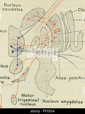 . Cunningham's Text-book of anatomy. Anatomy. BASAL GANGLIA OF THE CEEEBKAL HEMISPHERE. 641 the lentiform nucleus into the caudate nucleus (fibrse lenticulocaudatse). From the globus pallidus fibres arise which proceed into the internal capsule in the region of the genu and the neighbouring part Internal capsule Nucleus caudatus The Red nuc Substanti nigra Rubrospinal tract. ,- Claustrum Insula   - Putamen Globus pallidus eduncularis Nucleus am Fig. 571.—Diagram of a Frontal Section to illustrate the Fibre Connexions of the Corpus Striatum. of the posterior limb (Fig. 572). Many of these fibr Stock Photo