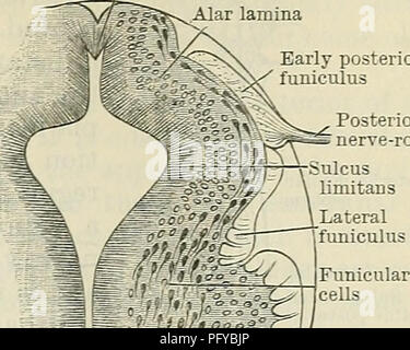 Grey Commis . Cunningham's Text-book of anatomy. Anatomy. THE WHITE MATTEE OF THE ...