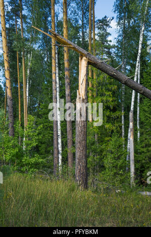 The broken trees after powerful hurricane Stock Photo - Alamy