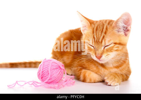 Ginger mackerel tabby kitten isolated on a white background playing with a ball of pink wool Stock Photo