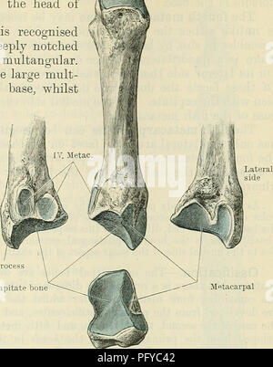. Cunningham's Text-book of anatomy. Anatomy. THE METACAEPUS. 225 ...