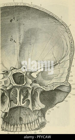 . Cunningham's Text-book of anatomy. Anatomy. 190 OSTEOLOGY. bone and the union of the latter with the maxilla. Just above this the opening of the pterygo-palatine canal, which leads from the pterygopalatine fossa to the under surface of the hard palate, is visible; whilst inferiorly a small portion of the lower part of the pterygoid fossa is cut through. Within the choanse the middle and inferior concha? . are seen; the inferior border of the former corresponds to the level of the superior border of the zygomatic arch, whilst the attached edge of the latter to the perpendicular part of the pa Stock Photo