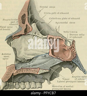 Sinus with frontal, sphenoidal, ethmoidal and maxillary sinuses Stock ...