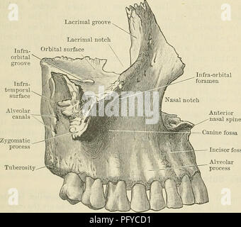 . Cunningham's Text-book of anatomy. Anatomy. 146 OSTEOLOGY. which modify the development of the bone. They usually include the whole thickness of the cranial wall, or they may only involve the outer or inner tables of the cranial bones. They are most frequent in the region of the lambda and the lambdoid suture. They occur commonly about the pterion, and in this situation are called epipteric bones (Flower). By their fusion with one or other of the adjacent bones they here lead to the occurrence of a fronto-squamosal suture. Their presence has also been noted along the line of the sagittal sut Stock Photo